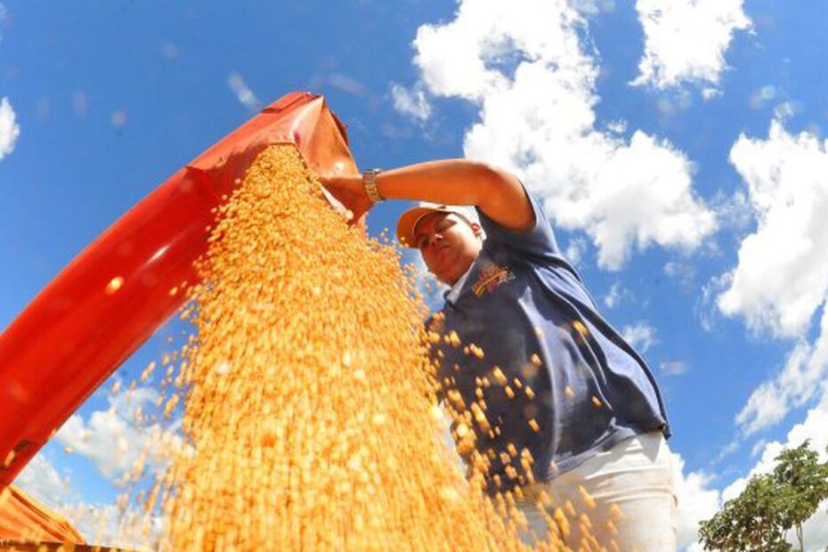 colheita de soja foto alvaro rezende 3 730x480govcg