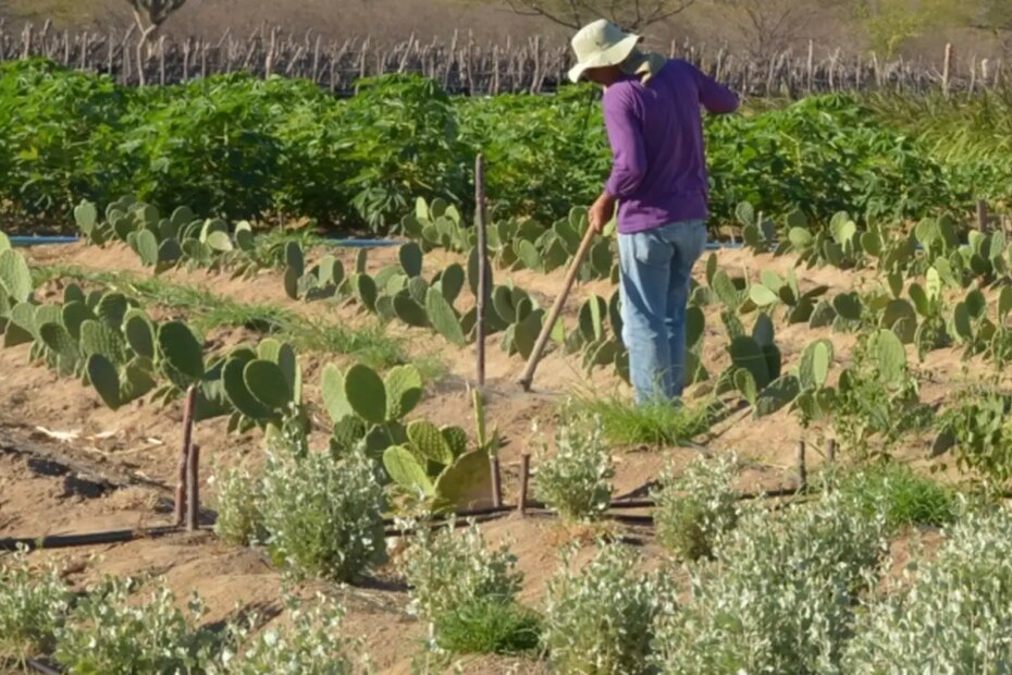 produtor rural no semiarido