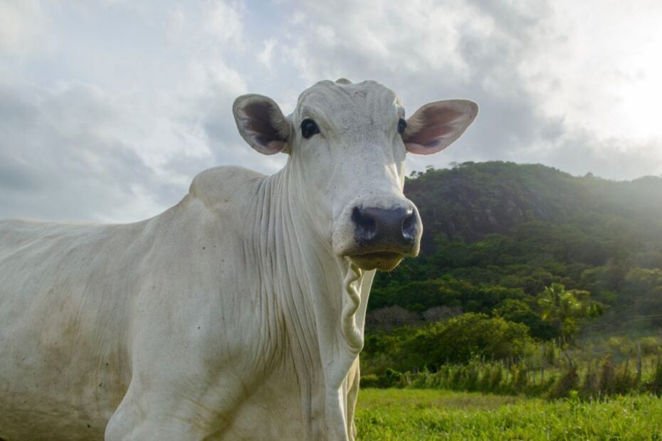 carne bovina tarifas jbs