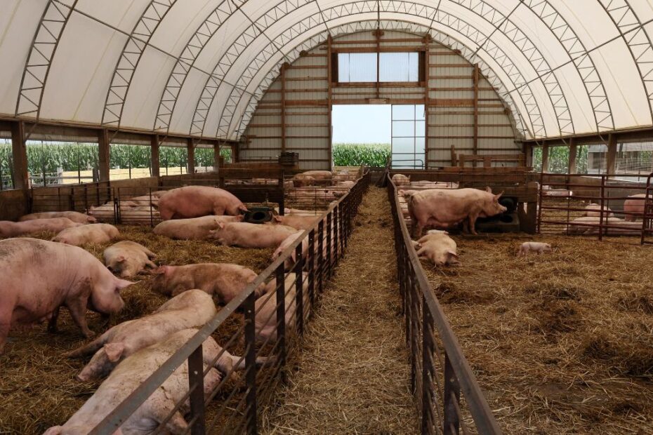 carne suina california