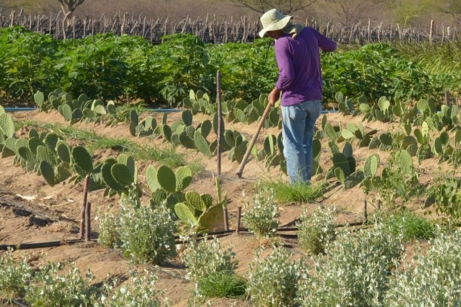produtor rural no semiarido