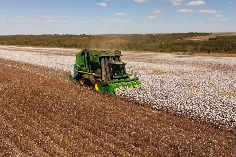slc agricola slce3 tarifaco algodao 1