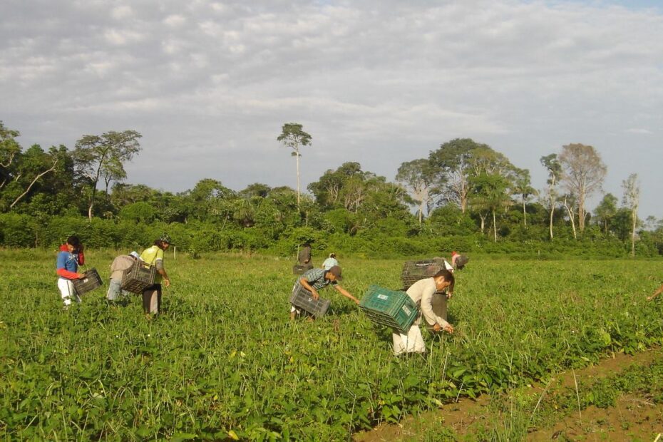 agricultores familiares colhem feijao caupi emanuel cavalcante embrapa amapa