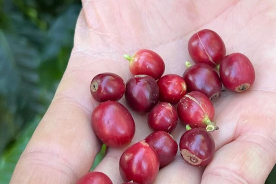 cafe produizido pela fazenda florenca