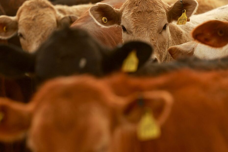 carnes exportacoes