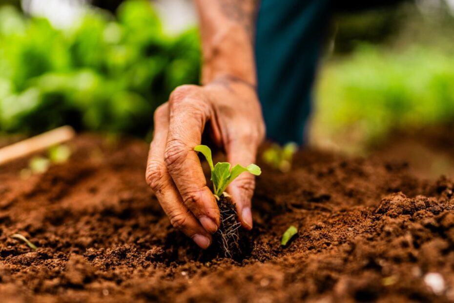 seguro rural agronegocio