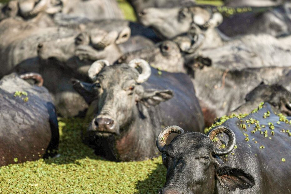 bufalos fazenda mironga mc abr 01102025 6