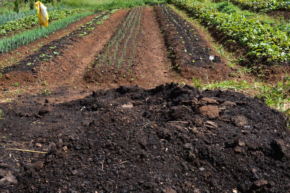 960819 agroflorestas20 20dsc 4332