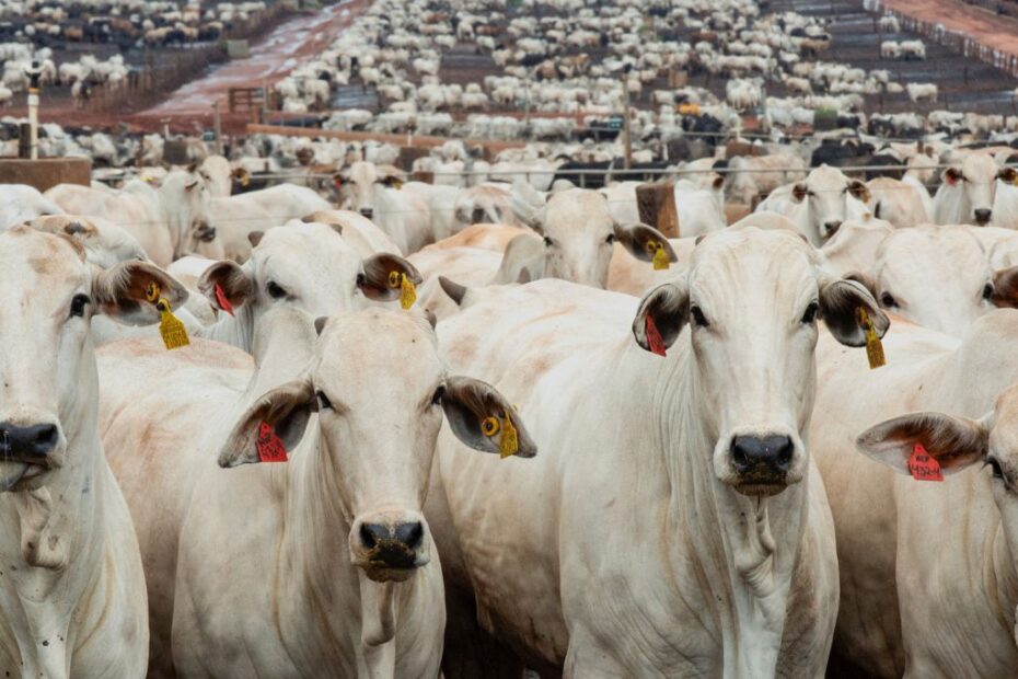 China reabilita tres frigorificos brasileiros exportadores de carne bovina diz
