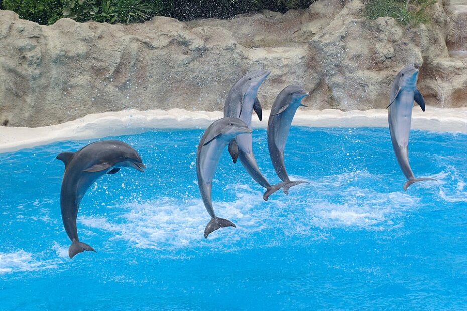 dolphins loro parque bw 1