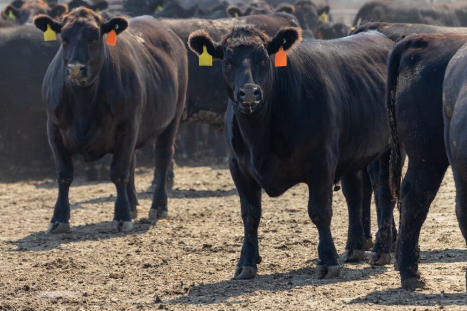 minerva foods beef3 boi carne bovina
