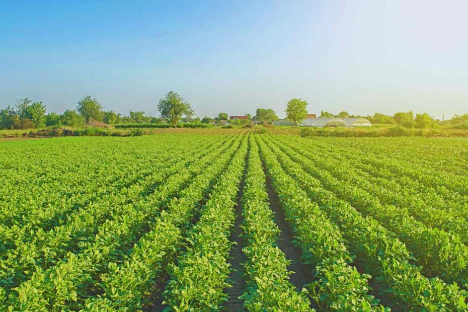 sd agro agroforum cuiaba