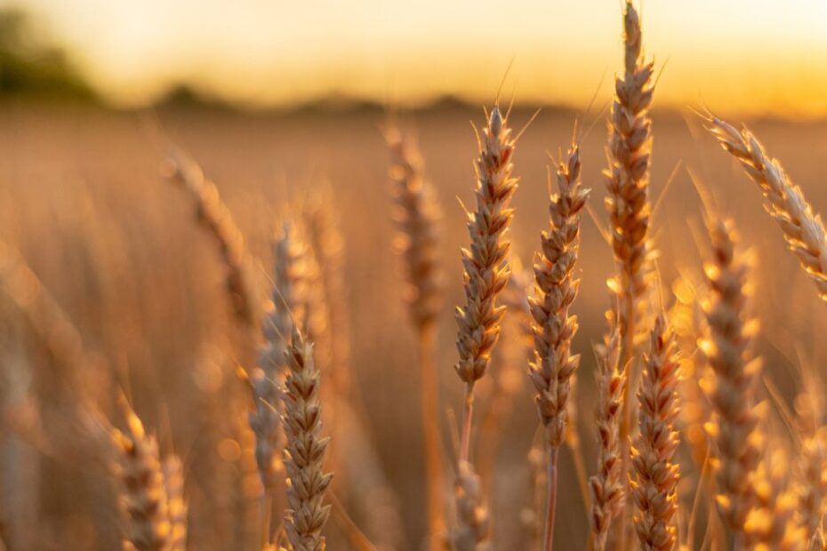 trigo graos commodities